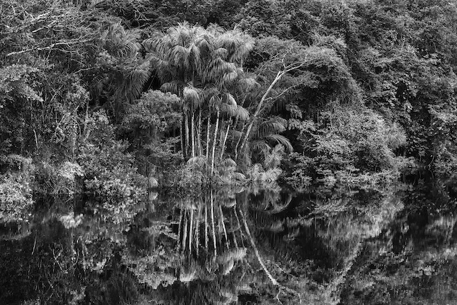 Reflet de la végétation sur le Rio Jaú, État d’Amazonas, Brésil, 2019 © Sebastião Salgado 