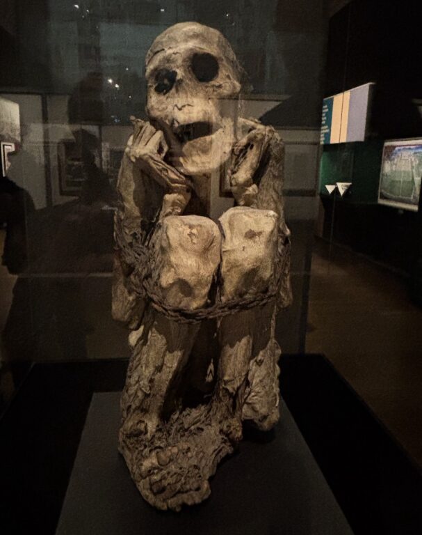 L’homme Chachapoya. Sorti de son tombeau en 1877 lors d’une fouille menée par l’explorateur naturaliste Paul Vidal-Senèze, cet homme originaire des Andes péruviennes, de culture Chachapoya, a été momifié nu, enveloppé dans un fardo de tissu. Ses membres sont repliés et maintenus par des liens végétaux. Les connaissances sur les Chachapoya, nommés par les Incas, les « guerriers des nuages » restent très limitées. On sait qu'ils ont vécu entre les 12e et 16e siècles. L’étude de ce corps momifié a révélé une technique de momification par éviscération partielle et trépanation du crâne. ©Rivaud-NAJA