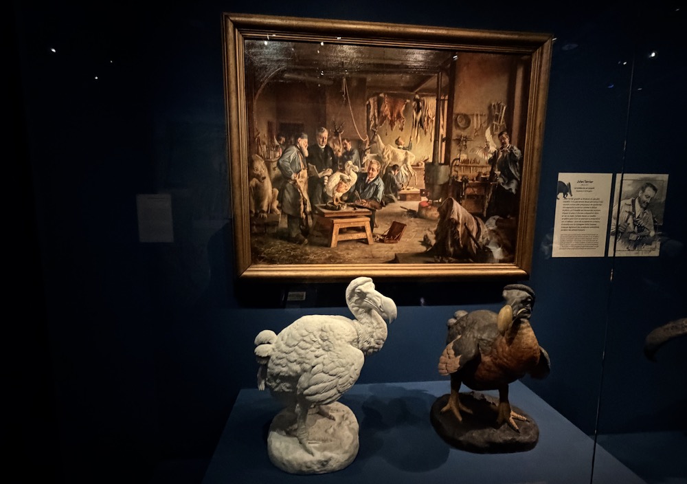 Au premier plan, Dodo Raphus cucullatus de Jules Terrier Dronte, datant de 1901. Au fond, un tableau d'Henri Coeylas intitulé 