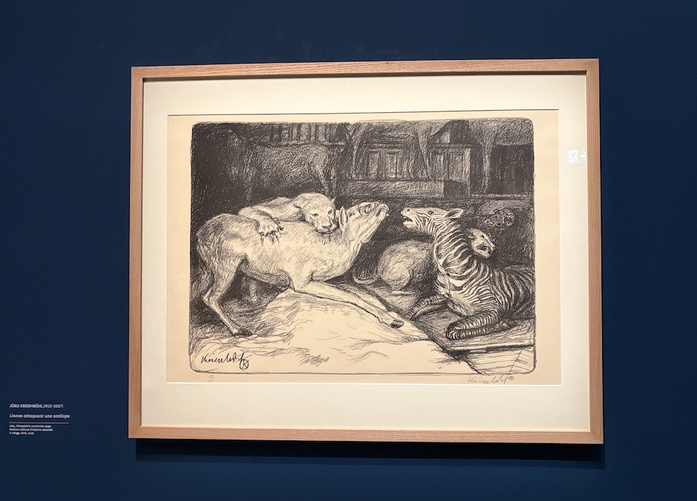 Dans cette lithographie de Jurg Kreïenbuhl (1932-2007), les deux animaux naturalisés sont identifiables. ©Rivaud/NAJA