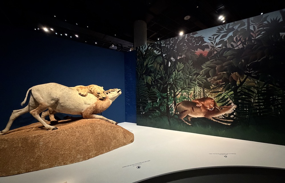 Dans son célèbre tableau « Le lion, ayant faim, se jette sur l’antilope » (à droite), le Douanier Rousseau reprend une scène naturalisée par Jules Terrier et Louis Quantin au Muséum (à gauche). L'ensemble est présenté dès l'entrée dans l'exposition. ©Rivaud/NAJA